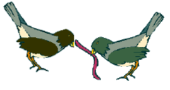 birds eating worm